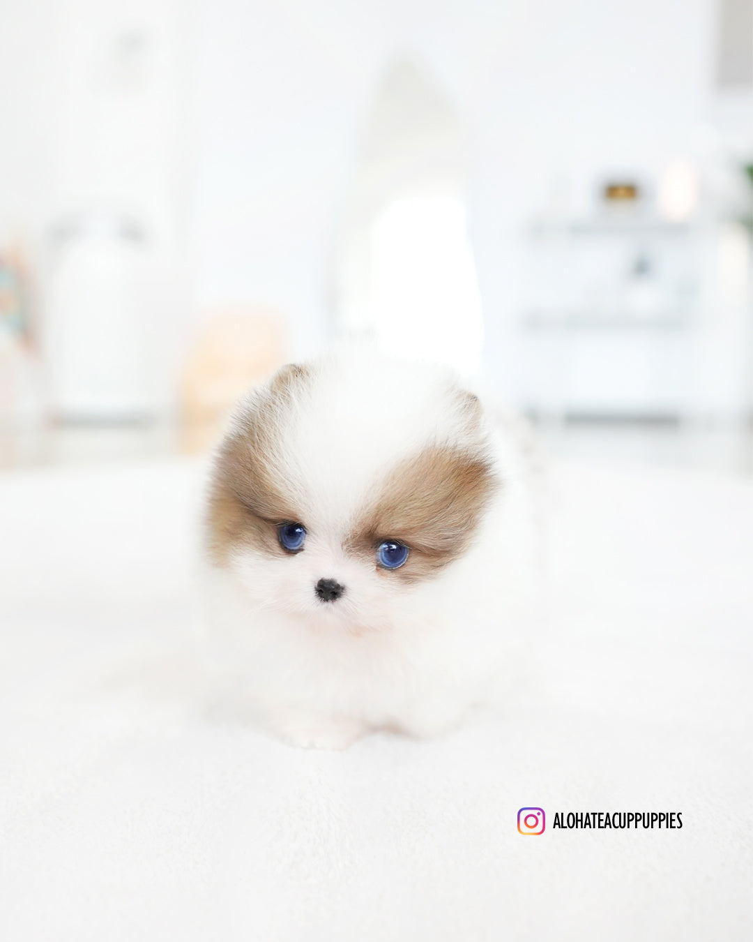 Marine [POMERANIA TAZA DE TÉ]