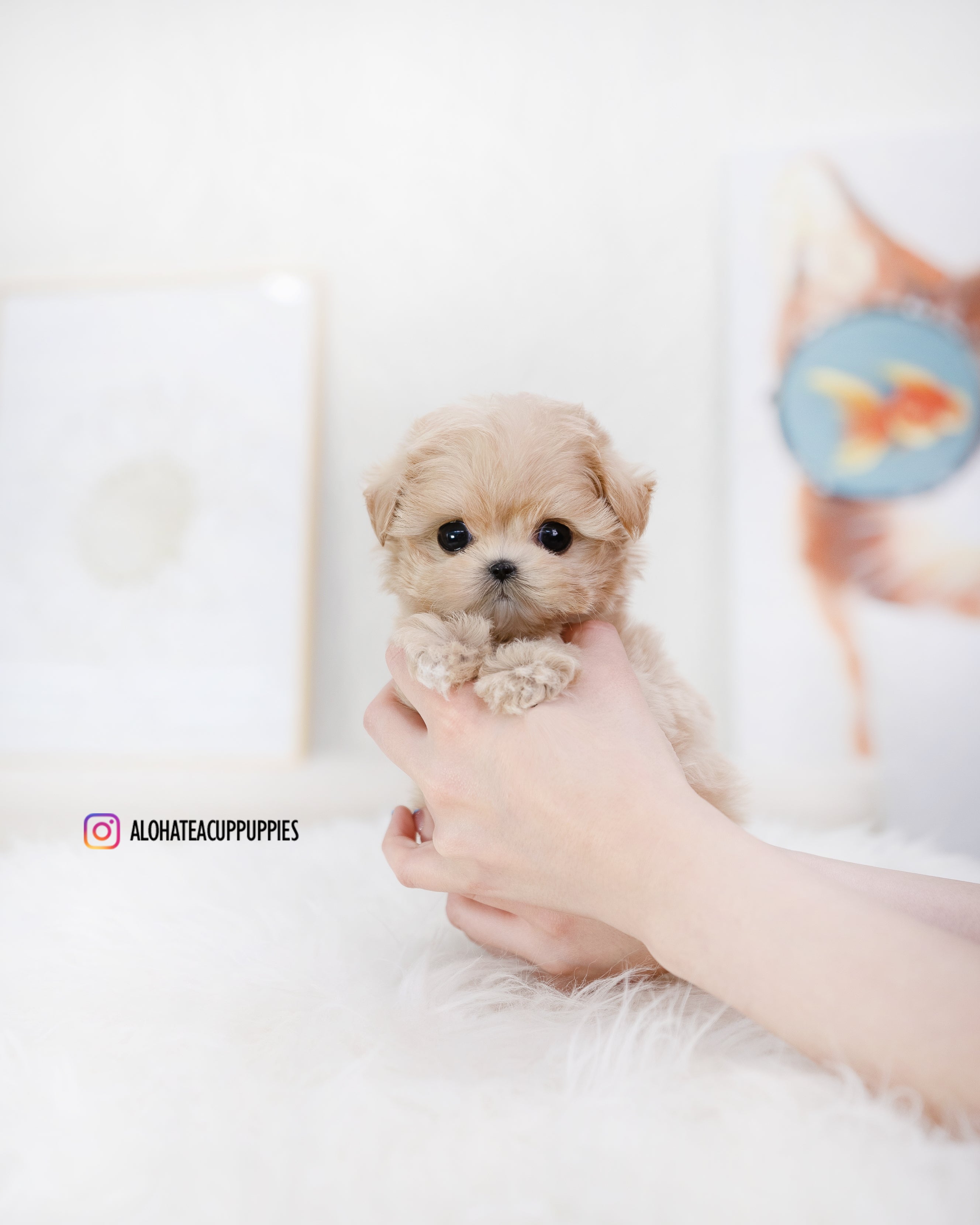 Romio [TEACUP MALTIPOO]