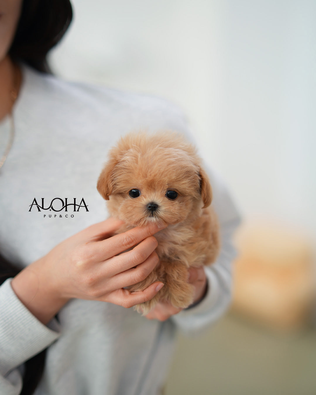 Hazel [TEACUP MALTIPOO]