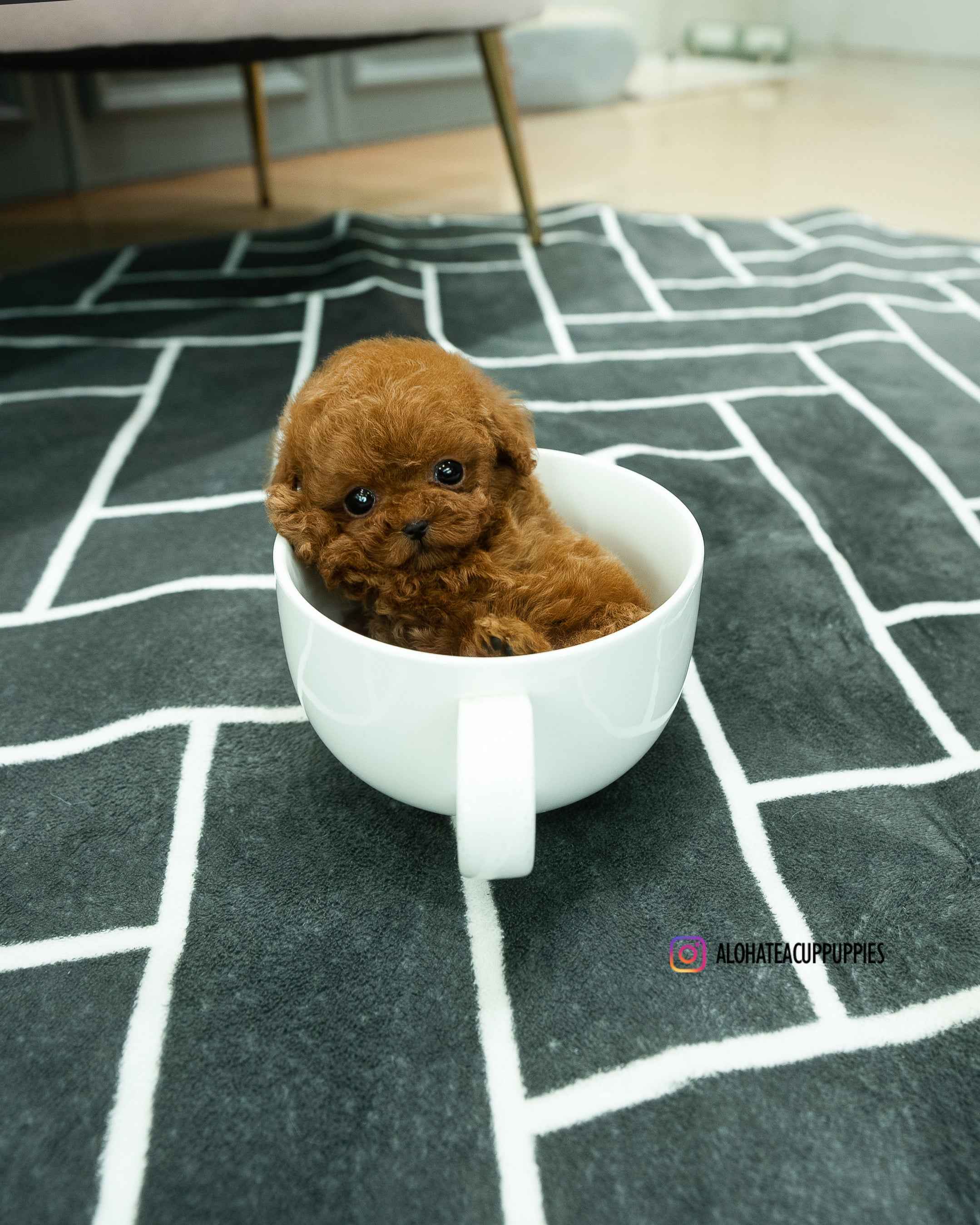 Buster [TEACUP POODLE]