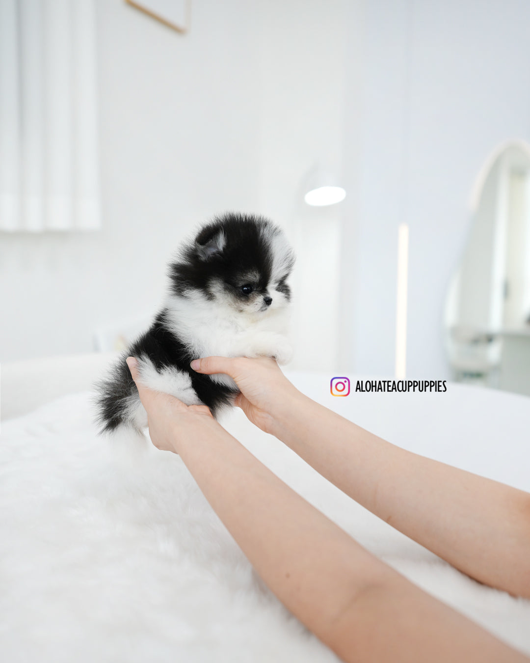 Linda [POMERANIA TAZA DE TÉ]