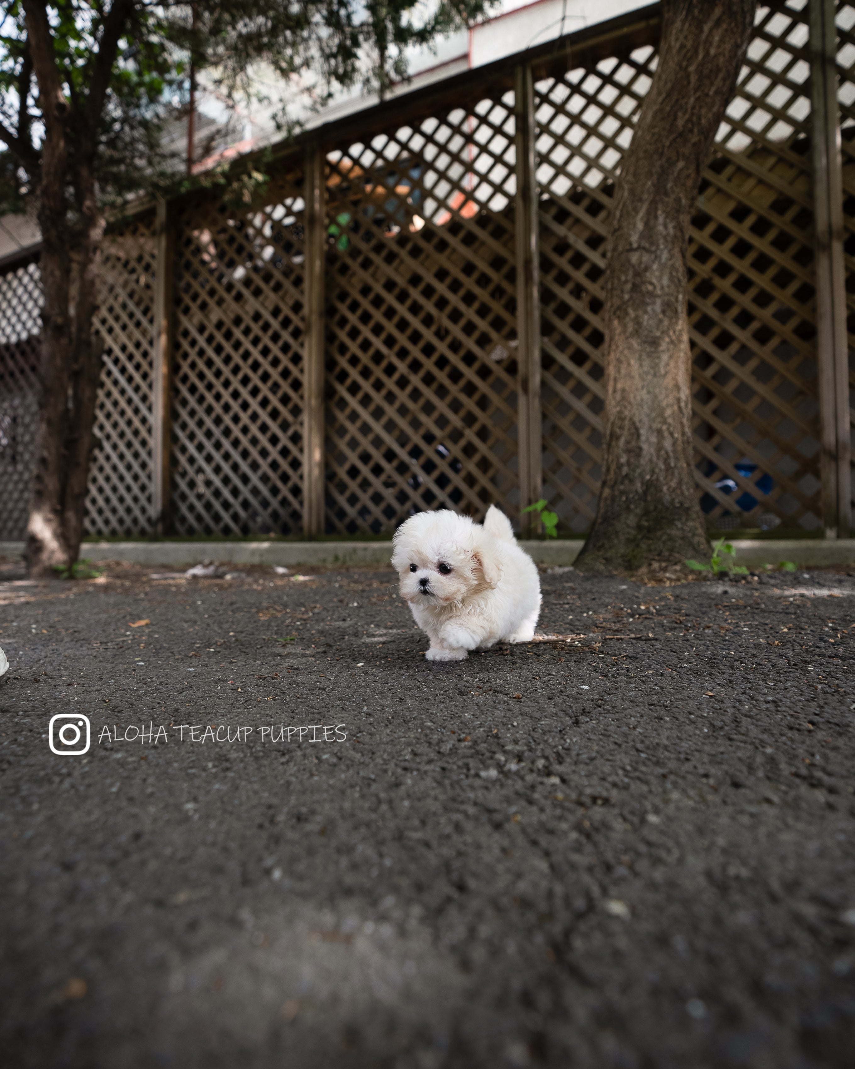 Ari [TEACUP MALTIPOO]