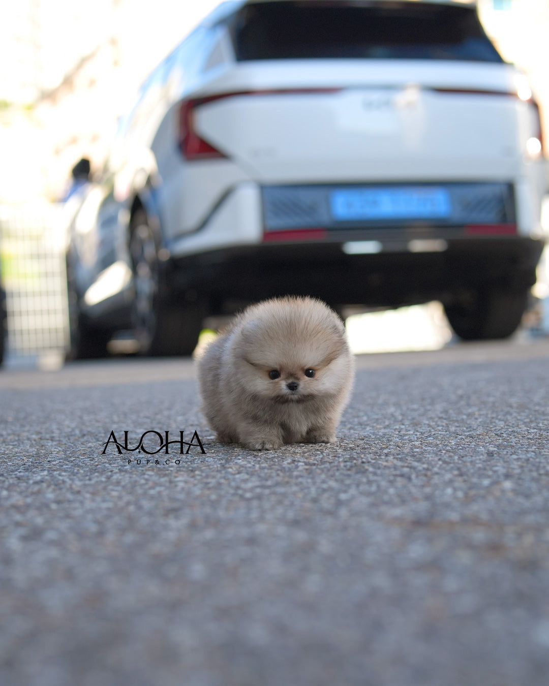 Picky [TEACUP POMERANIAN]