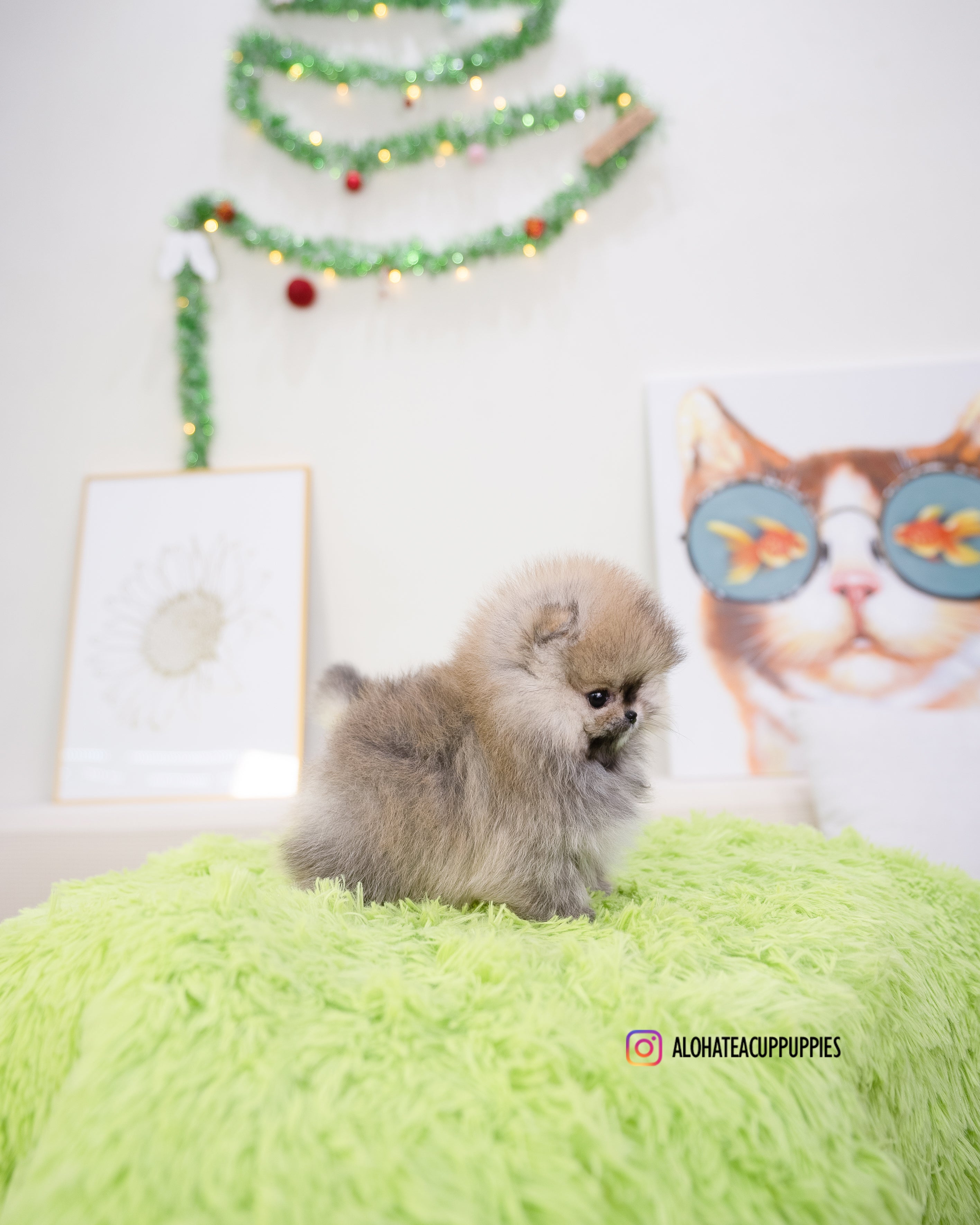 Enzo [POMERANIA TAZA DE TÉ]