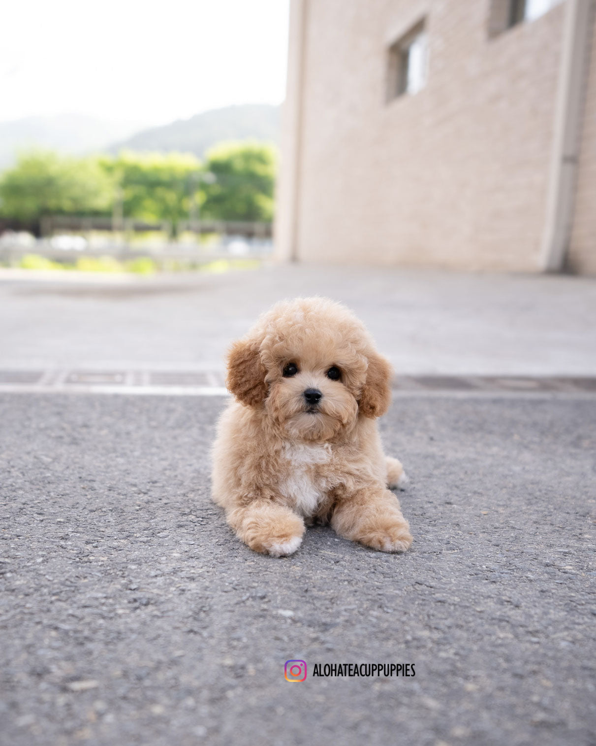 POO [MINI GOLDEN DOODLE]