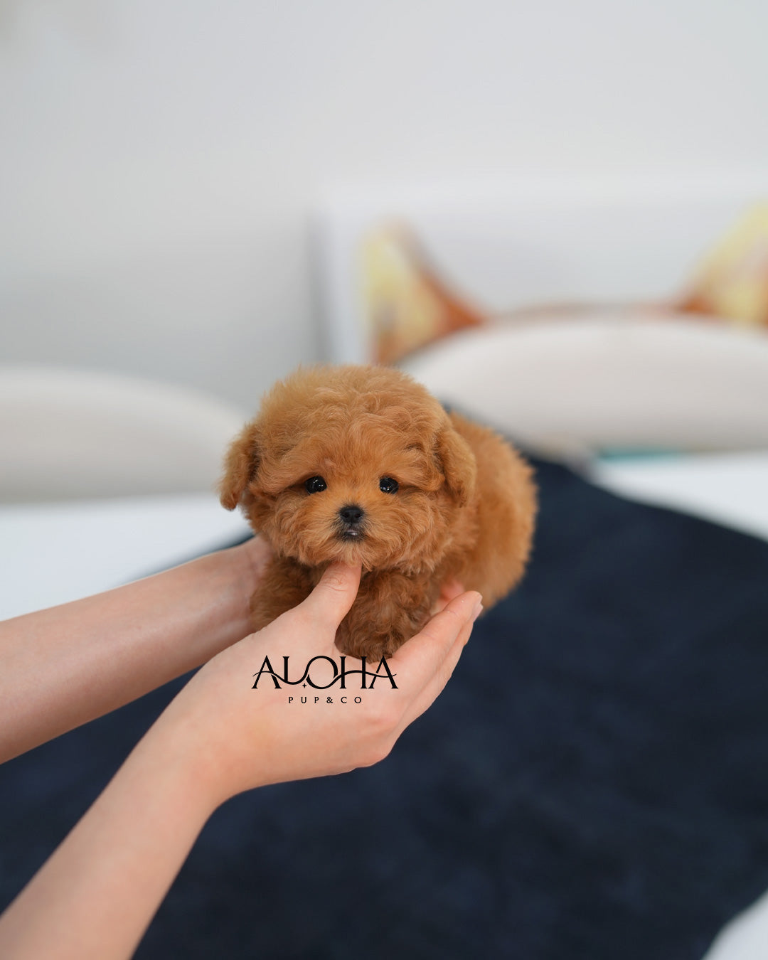 Juno [TEACUP POODLE]