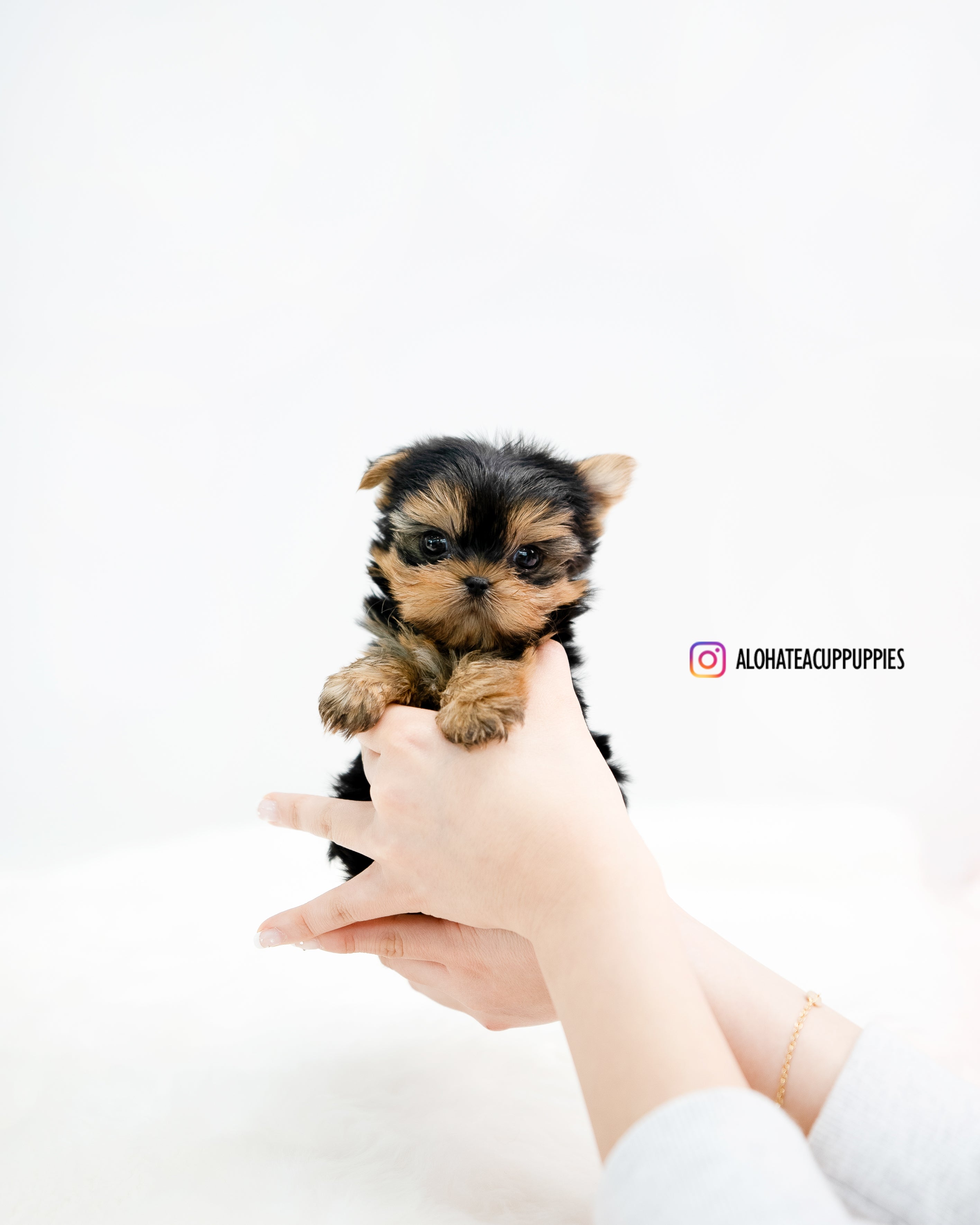 Felix [TEACUP YORKIE]