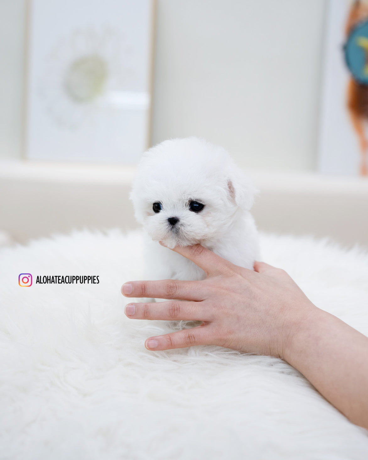 bonbon [TEACUP BICHON]