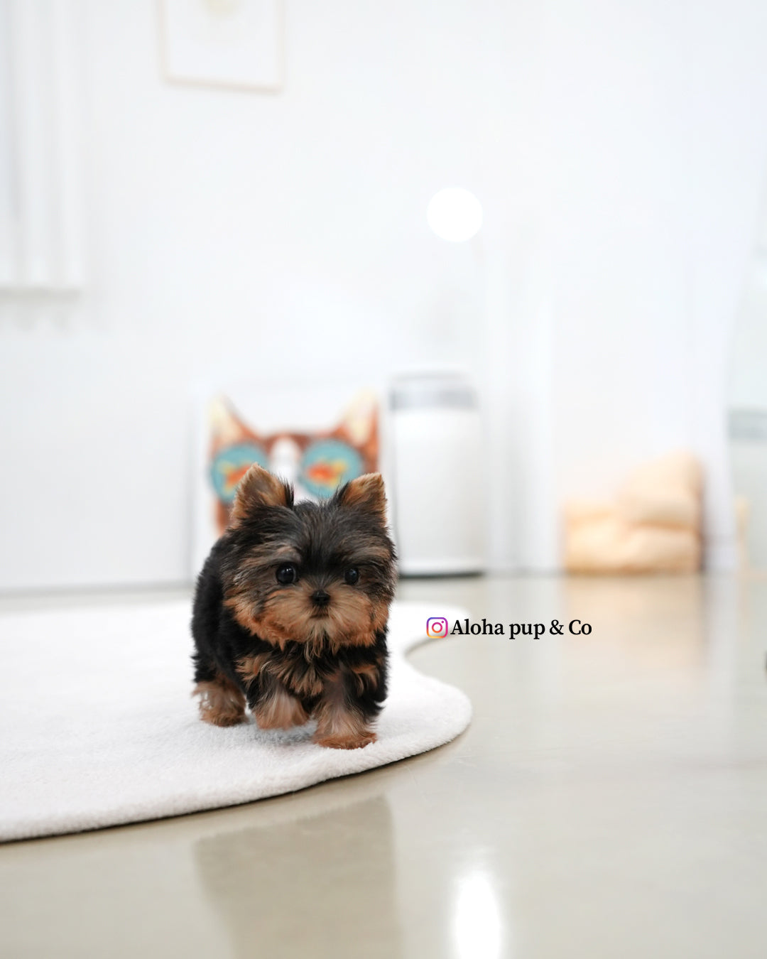 Bebe [Teacup YORKIE]