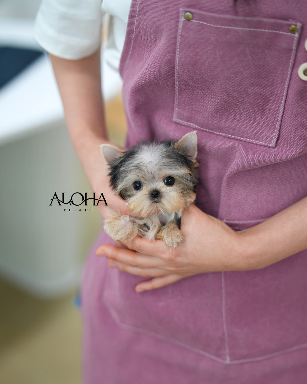 Mac [Teacup Yorkie]