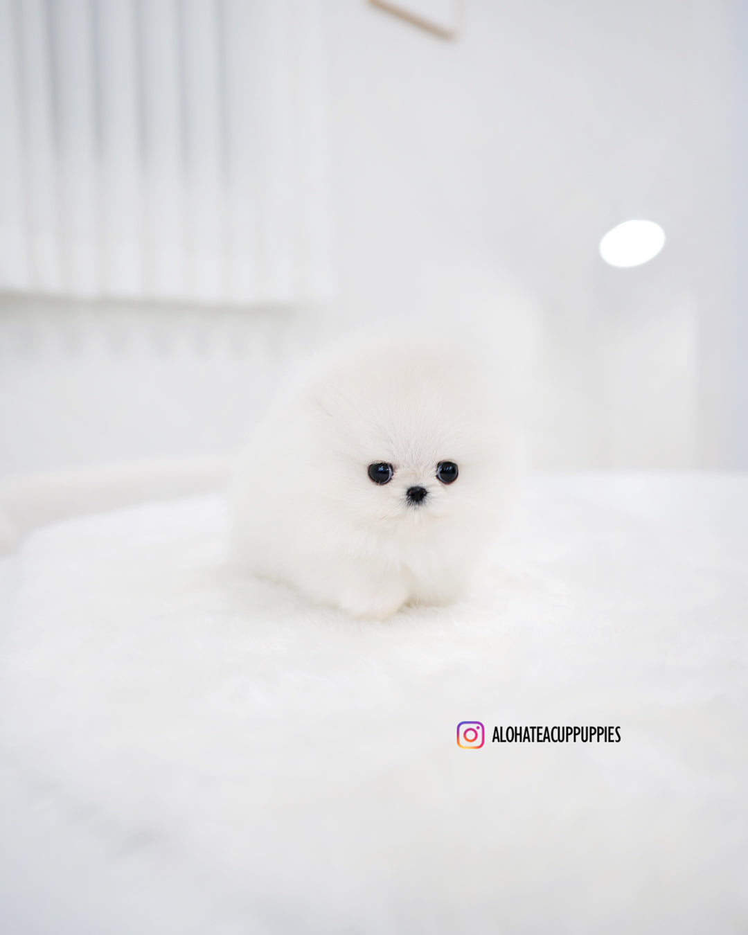 Cachorro [POMERANIA TAZA DE TÉ]