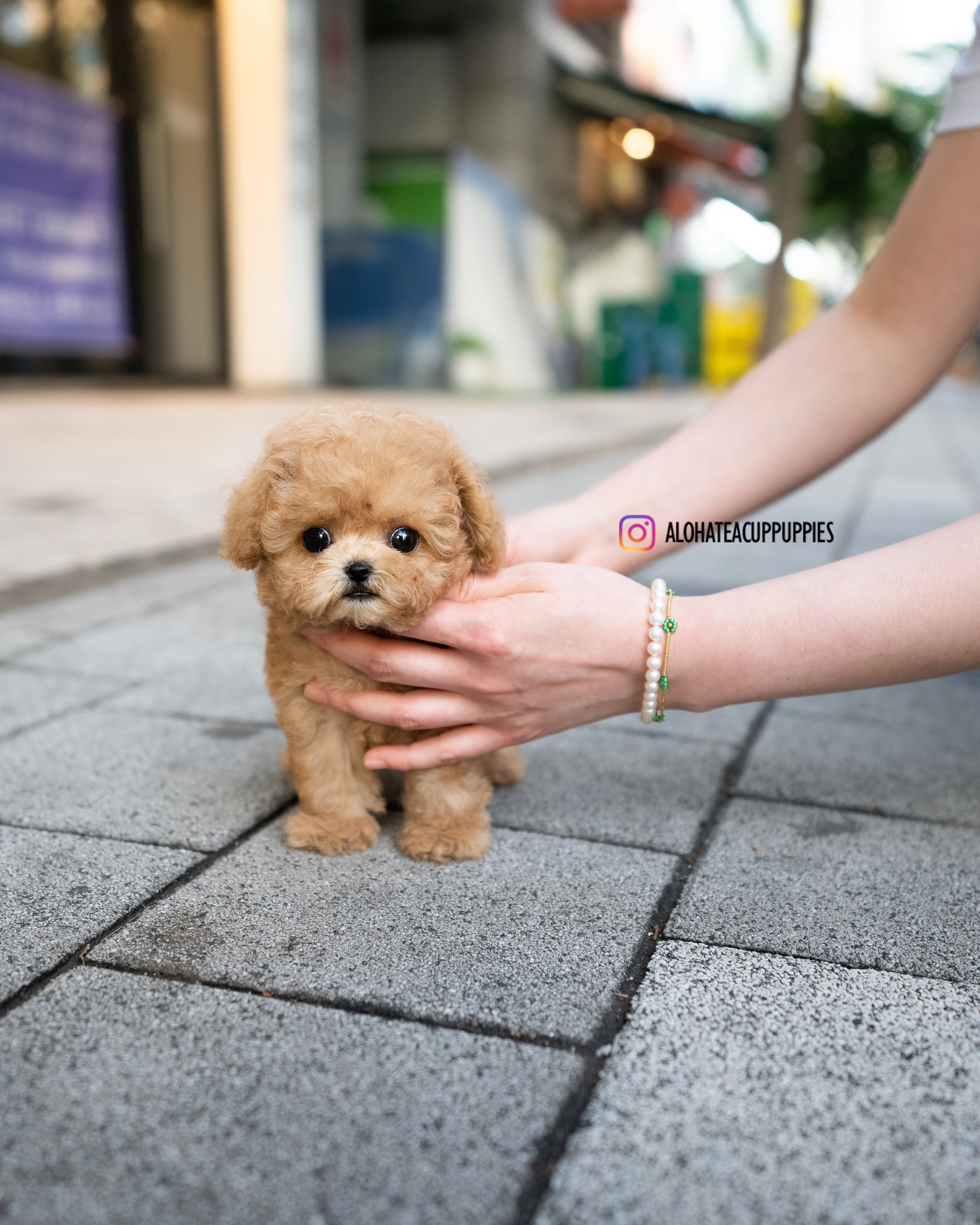 Dolly [TEACUP MALTIPOO]