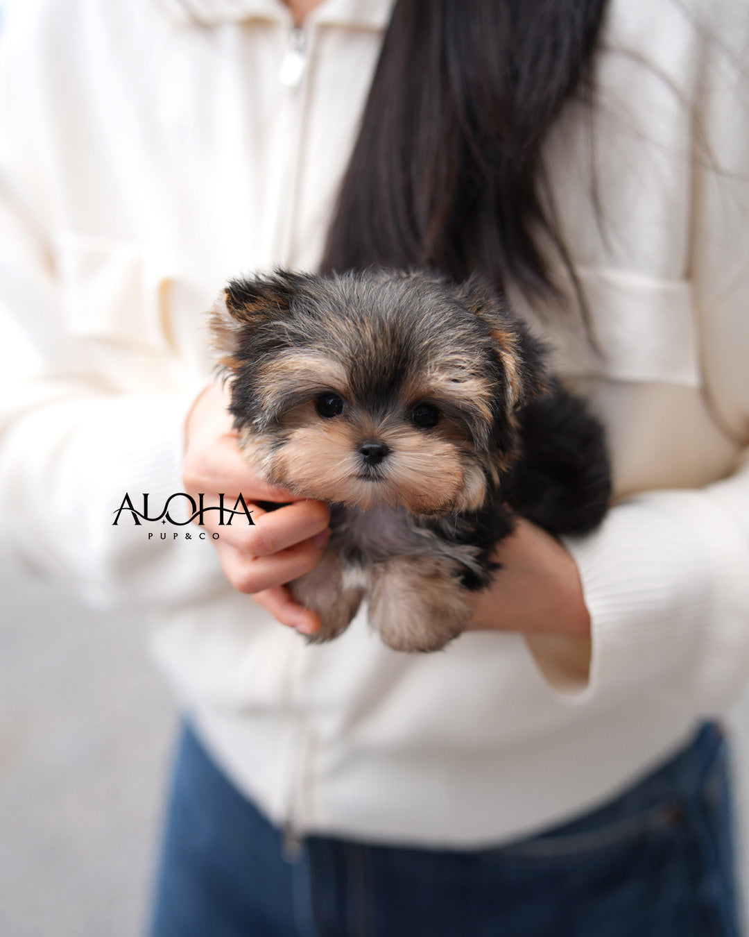 Boba [Teacup Morkie]