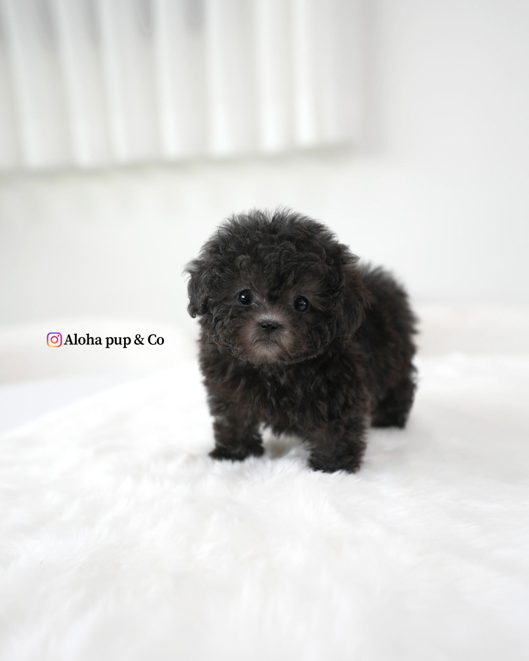 Rafe [TEACUP POODLE]
