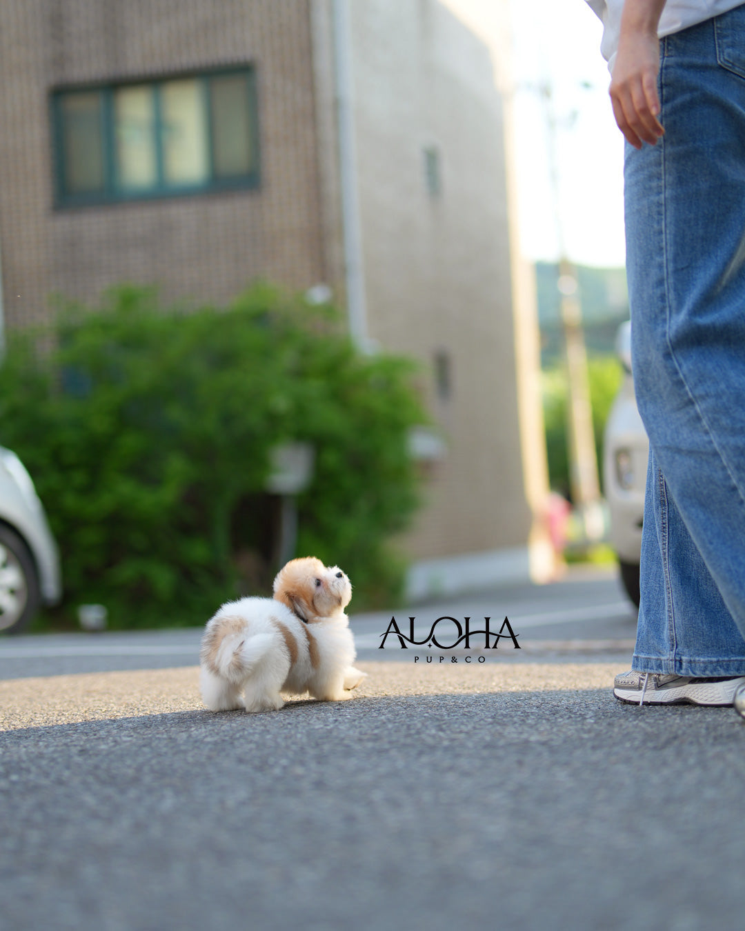 Ritz [Mini Coton de Tulear]