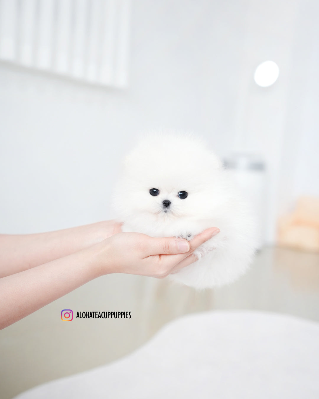 Marshmallow [POMERANIA TAZA DE TÉ]