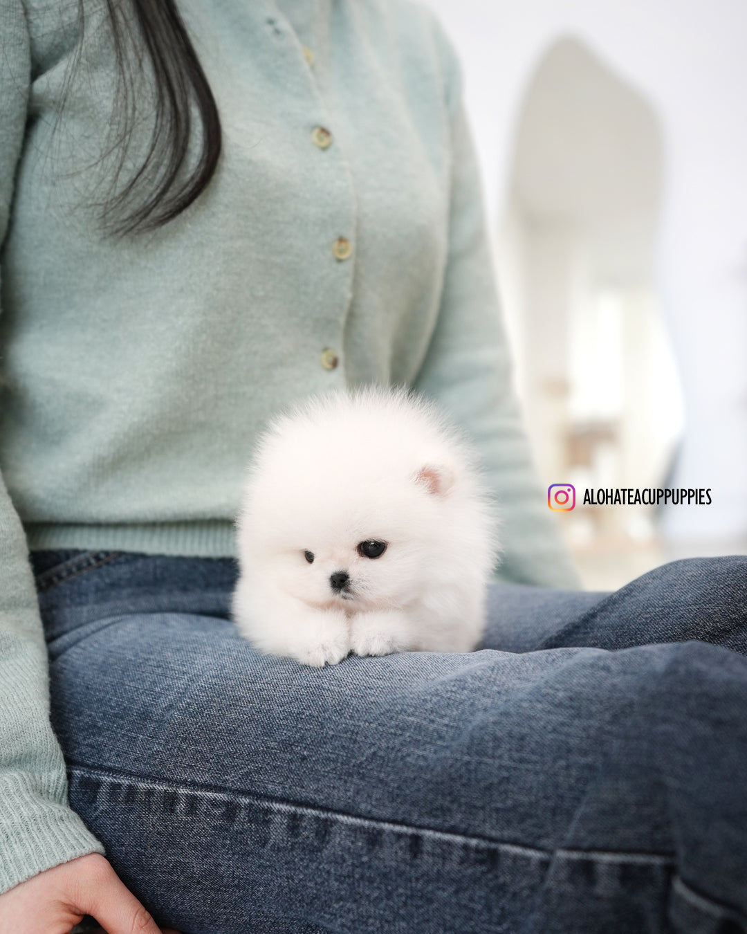 莫莉 [茶杯博美犬]