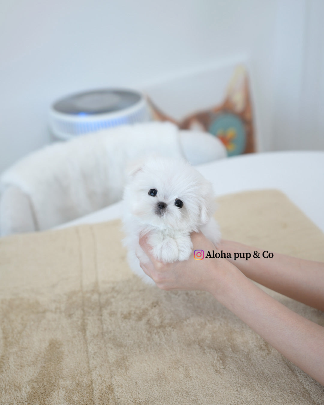 Reese [TEACUP MALTESE]