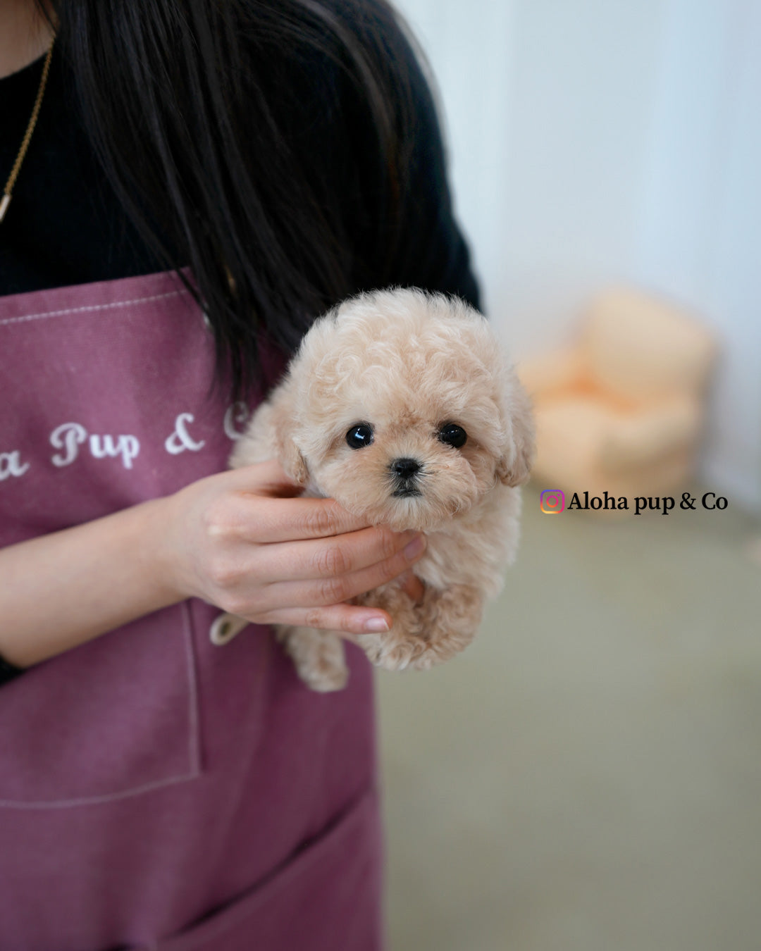 Rina [TEACUP MALTIPOO]
