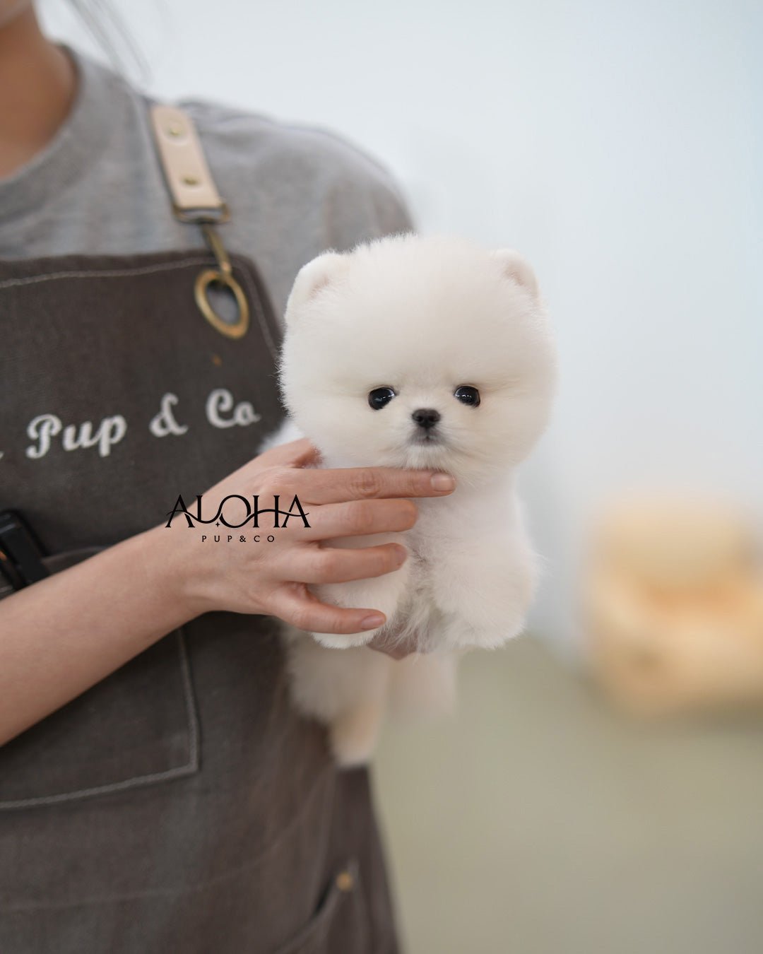 Tito [TEACUP POMERANIAN]