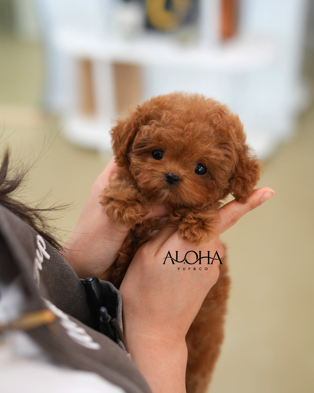 Cherry [TEACUP MALTIPOO]