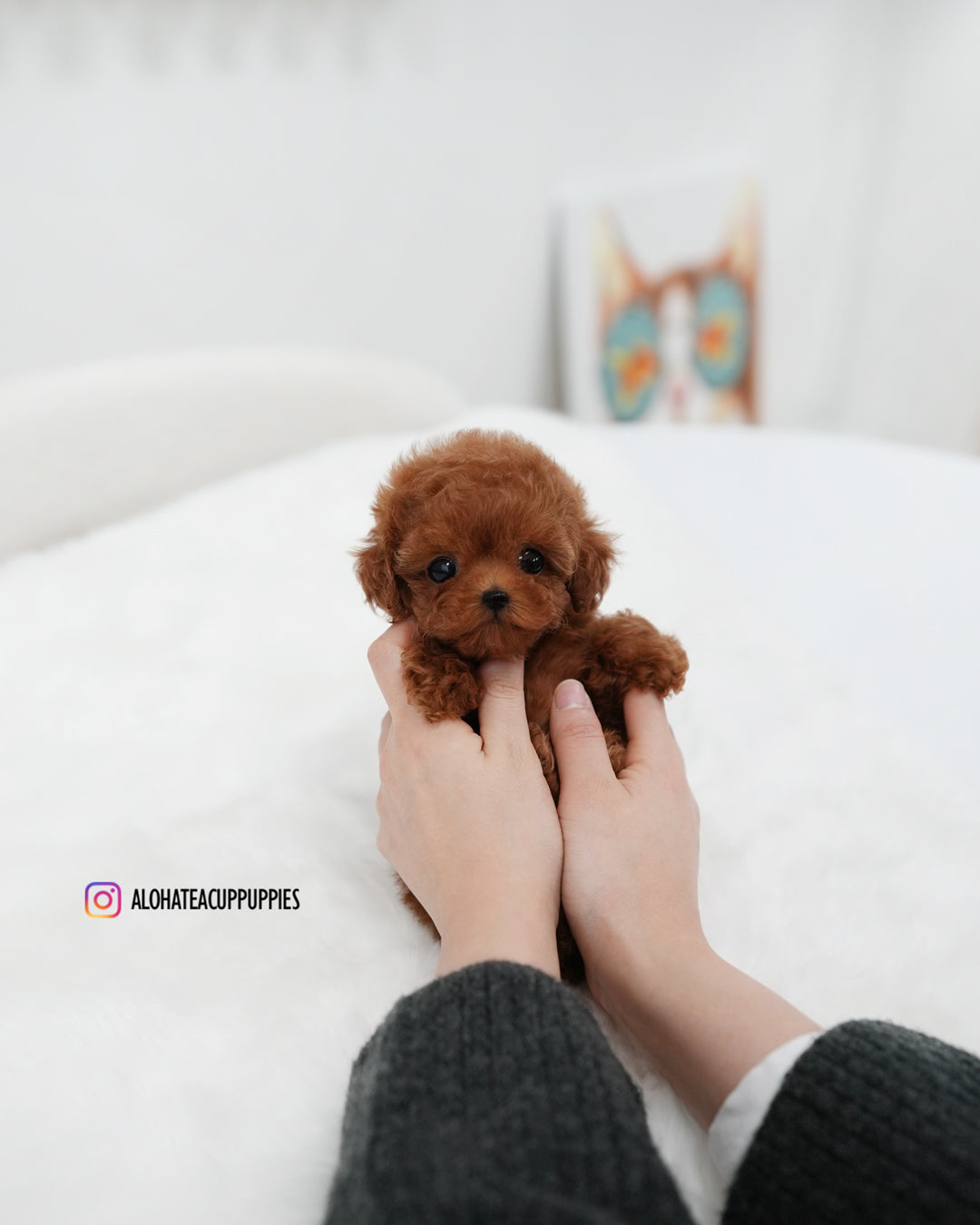 Remi [TEACUP POODLE]