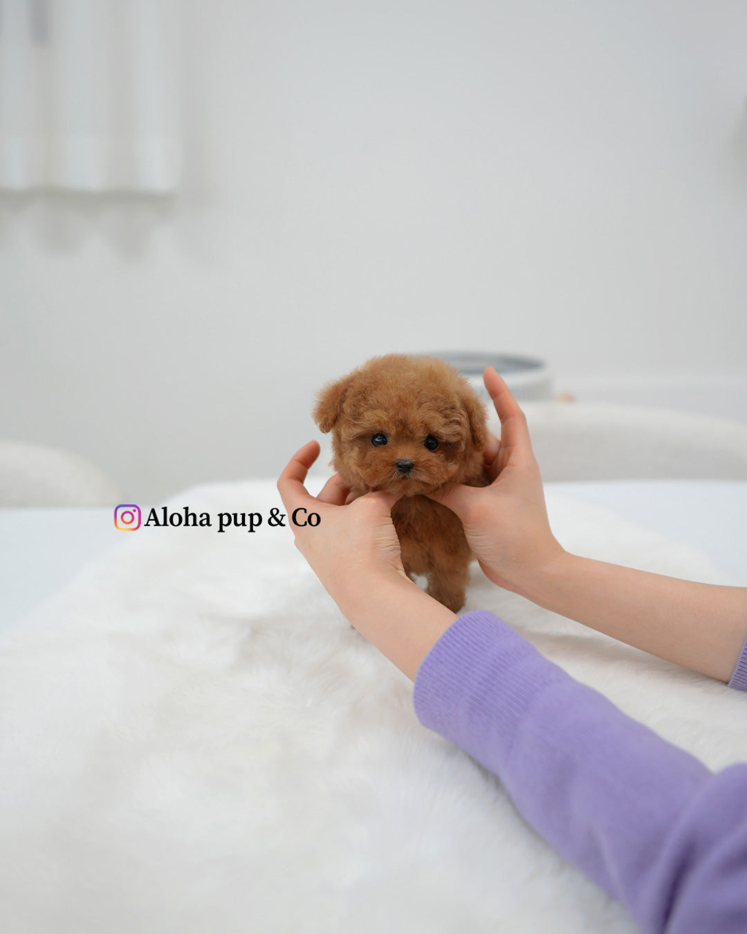 Mina [TEACUP POODLE]