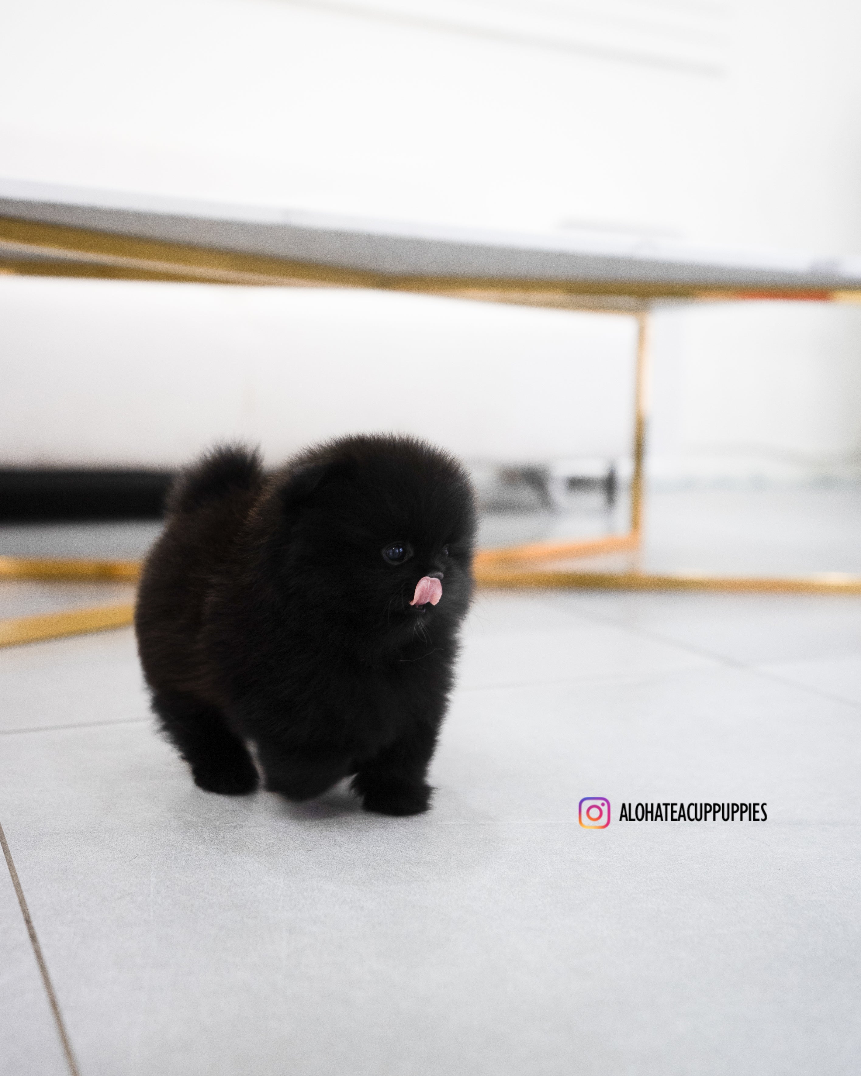Margo [POMERANIA TAZA DE TÉ]