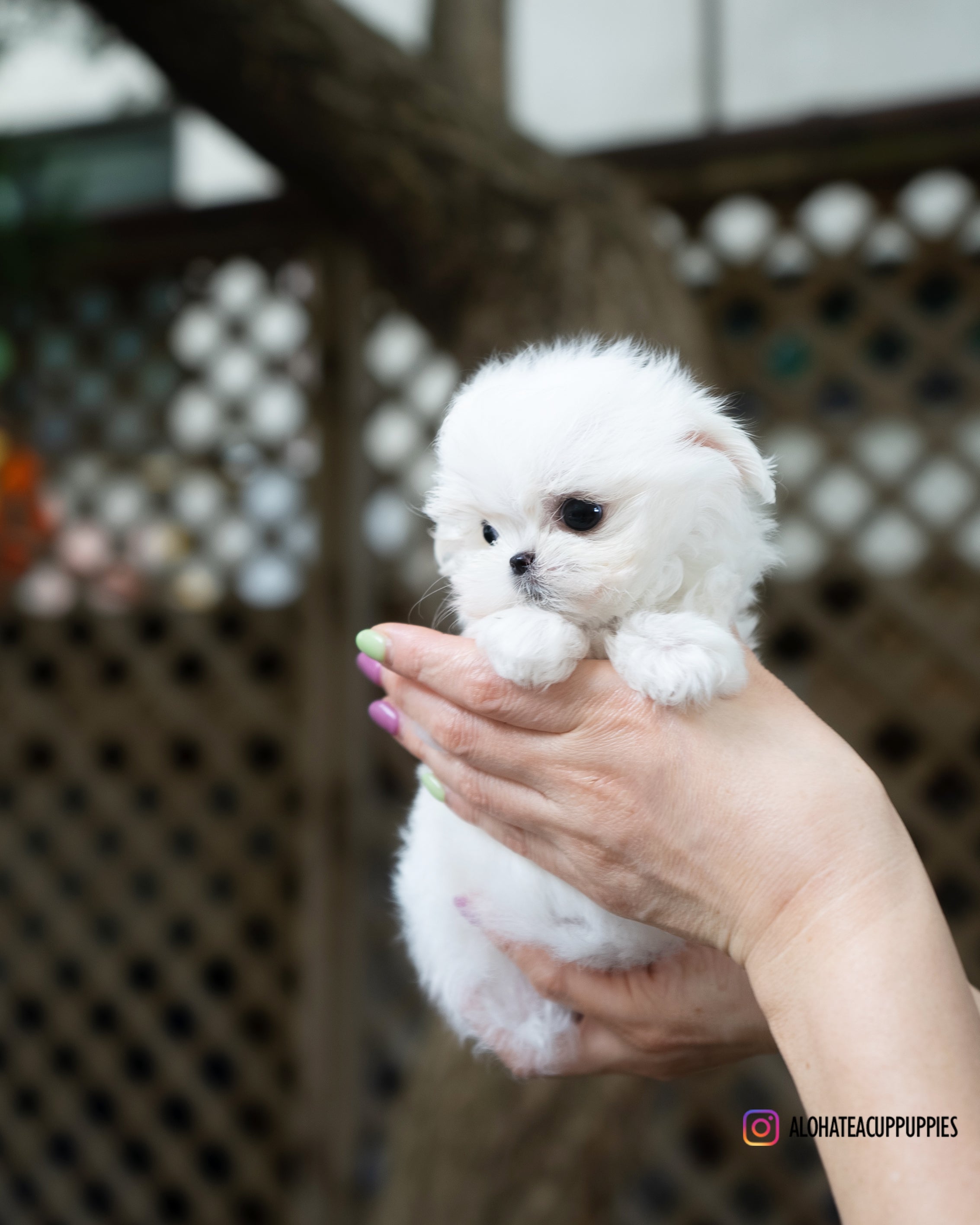 Juliette [TEACUP MALTESE]