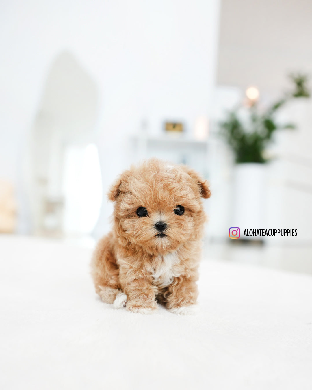 Zion [TEACUP MALTIPOO]