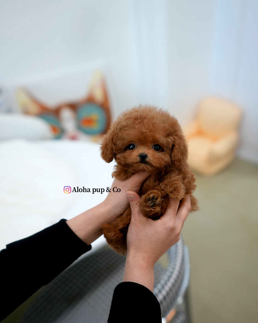 Maple [TEACUP MALTIPOO]