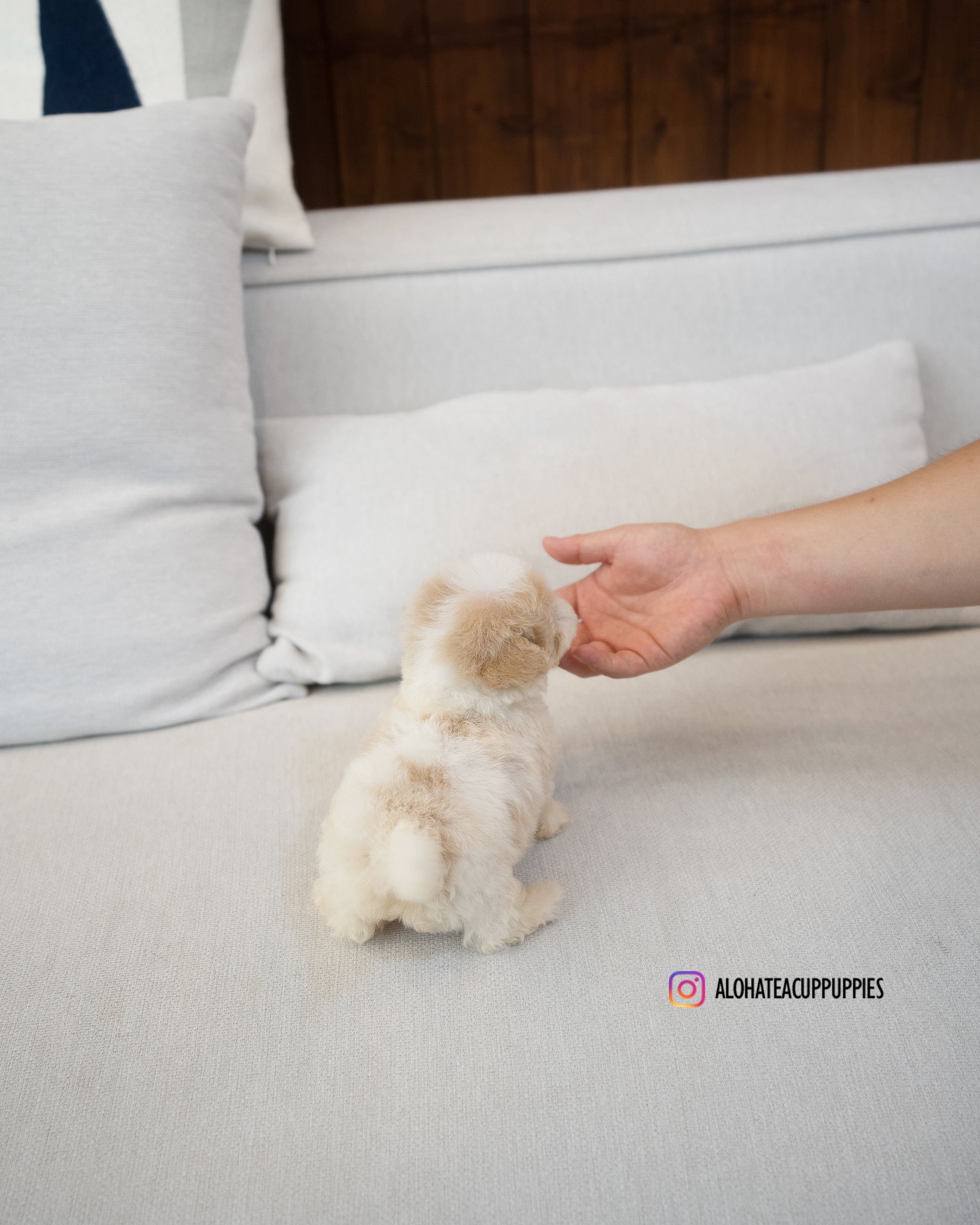 Bruno [TEACUP MALTIPOO]