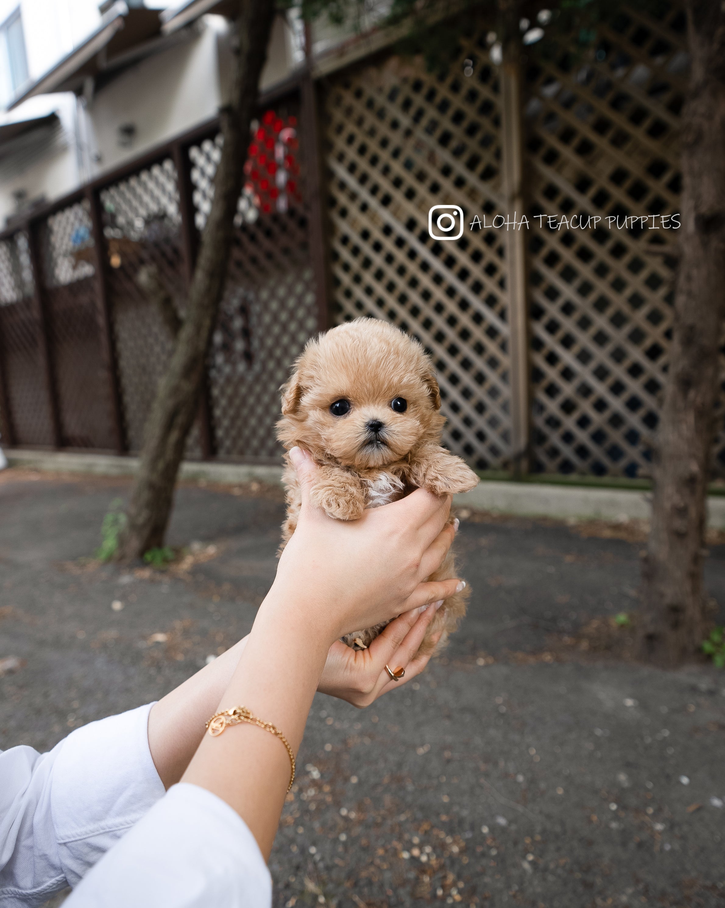 Rose [TEACUP MALTIPOO]