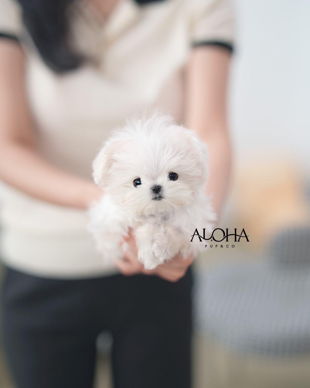 Gino [TEACUP Maltese]