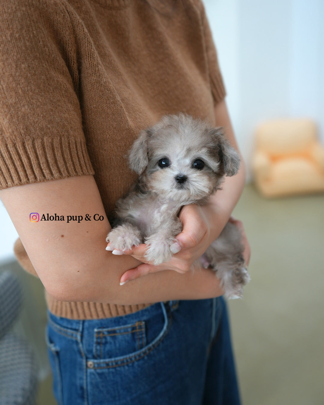 puff [TEACUP MALTIPOO]