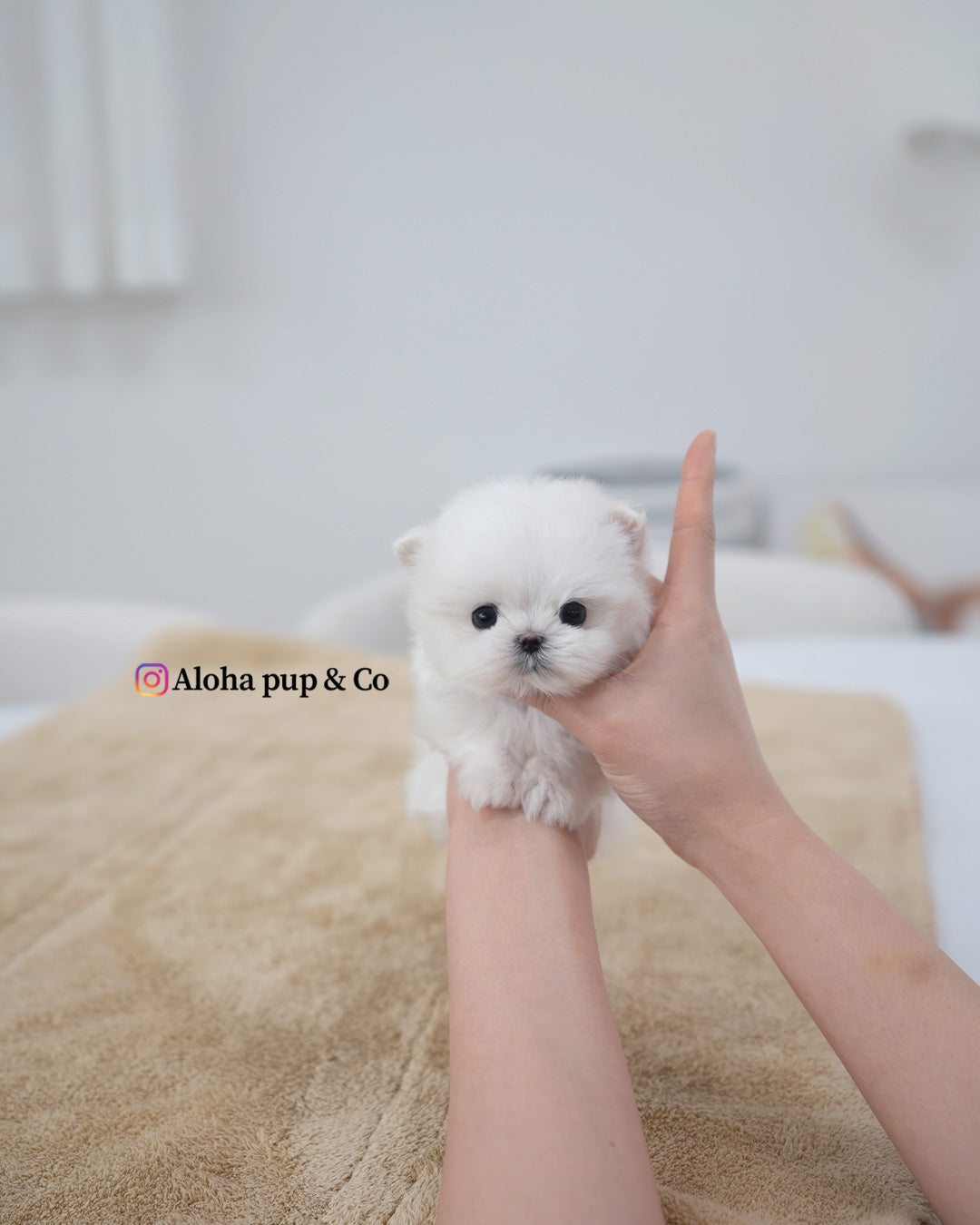 Mia [TEACUP MALTESE]