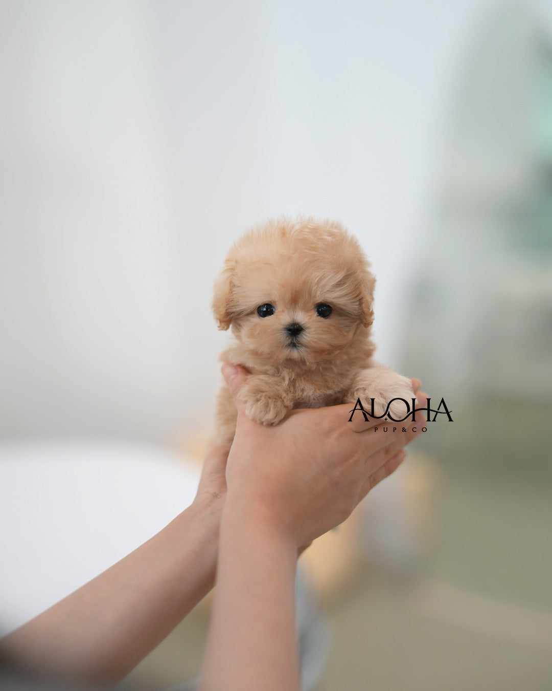 Eddy [TEACUP MALTIPOO]