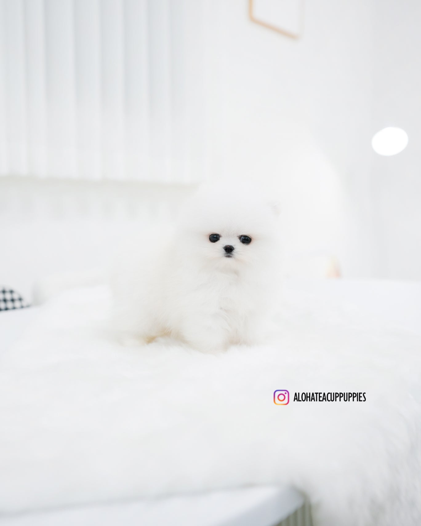 Wanda [POMERANIA TAZA DE TÉ]