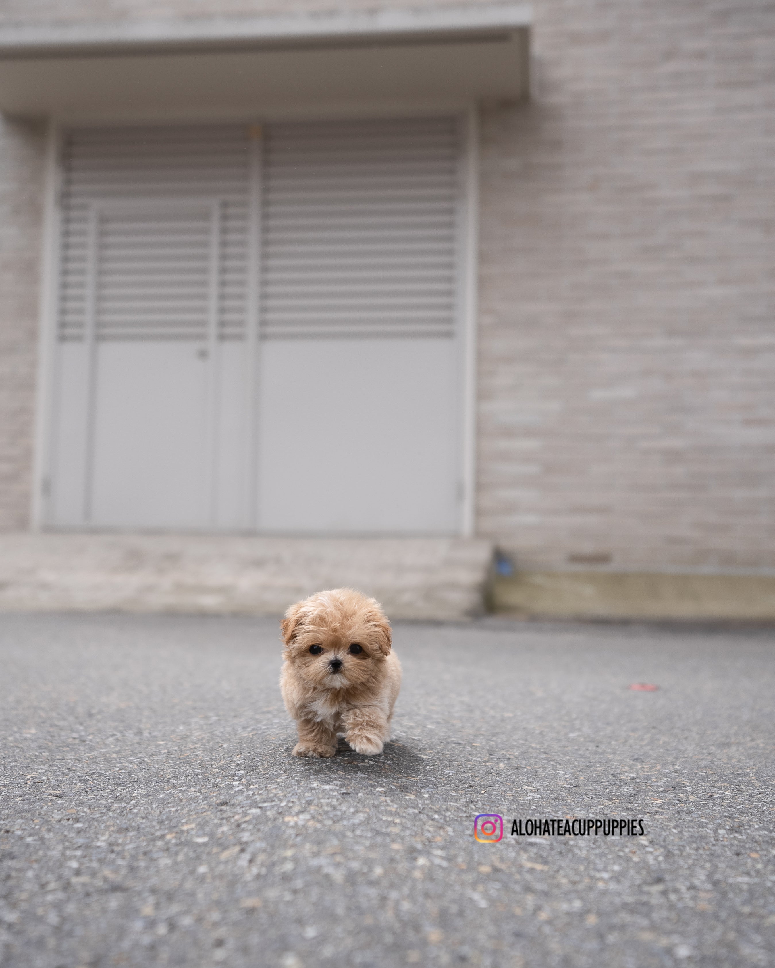 Lucy [TEACUP MALTIPOO]