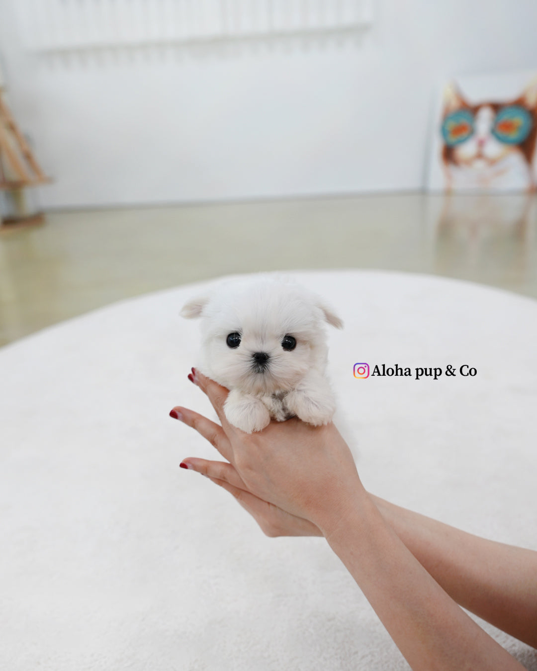 Tayo [TEACUP MALTESE]