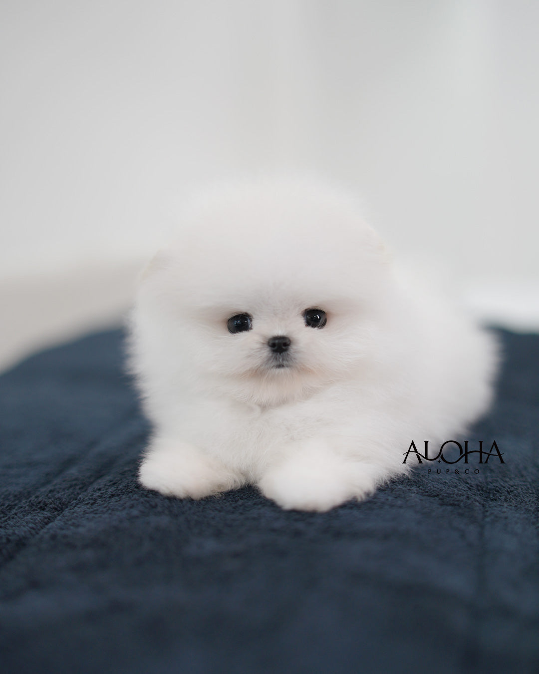 Cotton [TEACUP POMERANIAN]