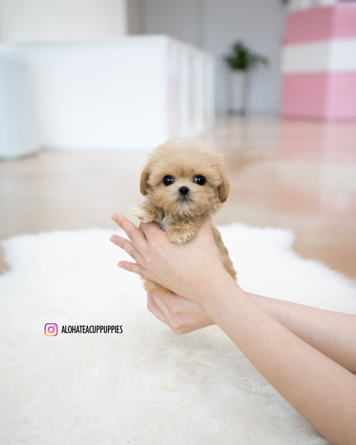 Benji [TEACUP MALTIPOO]