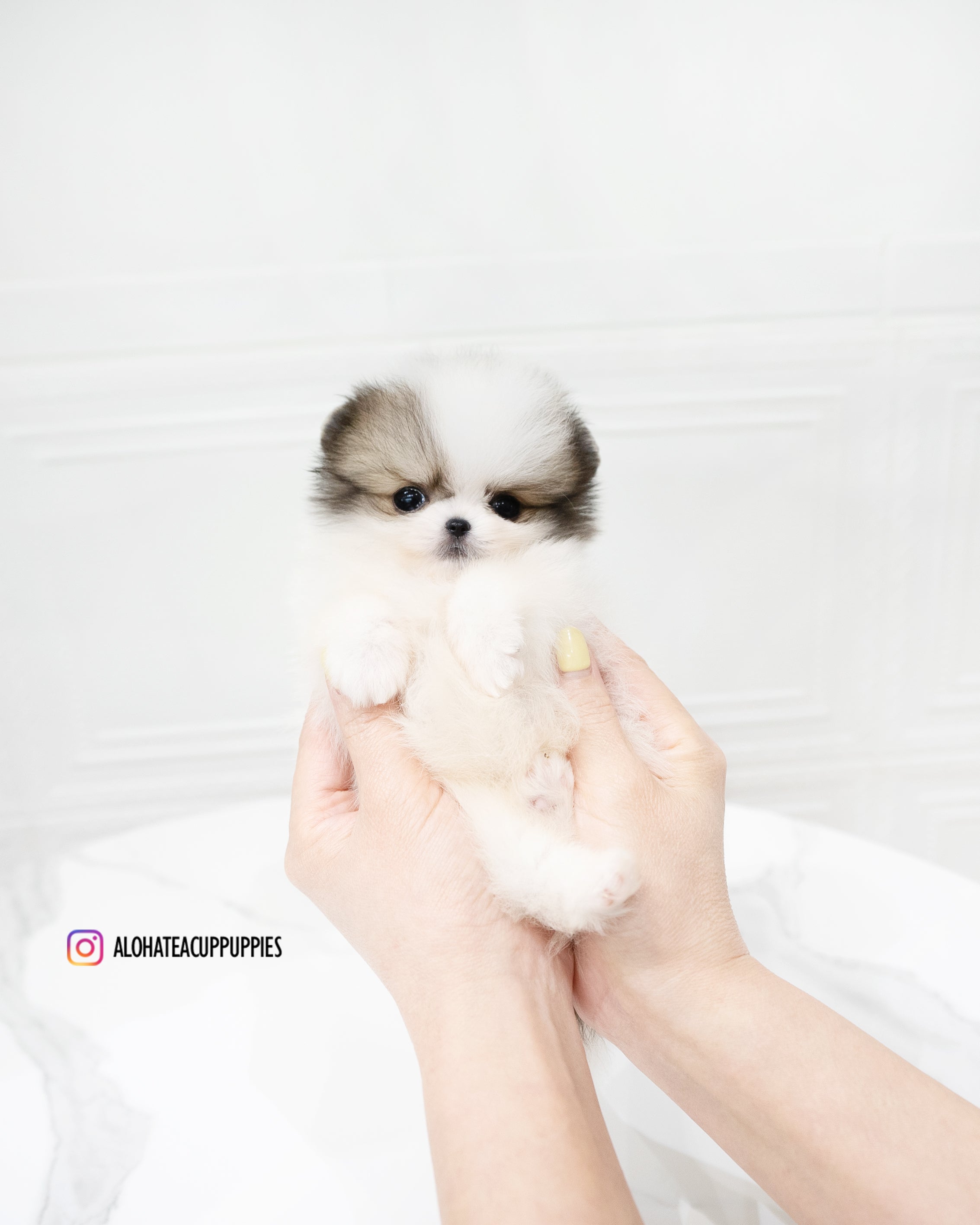 Fubao [POMERANIA TACITA DE TÉ]