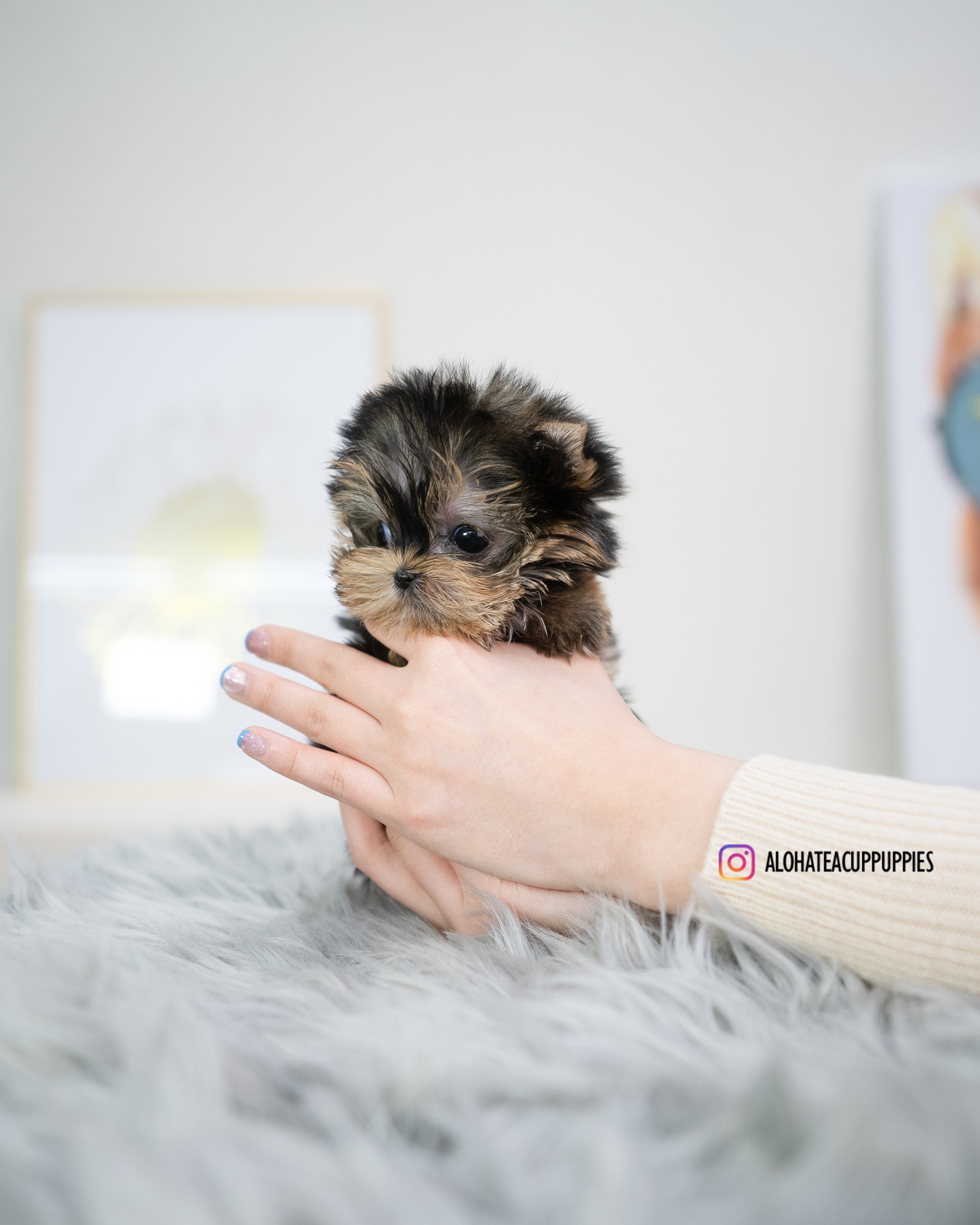 Holly [TEACUP YORKIE]