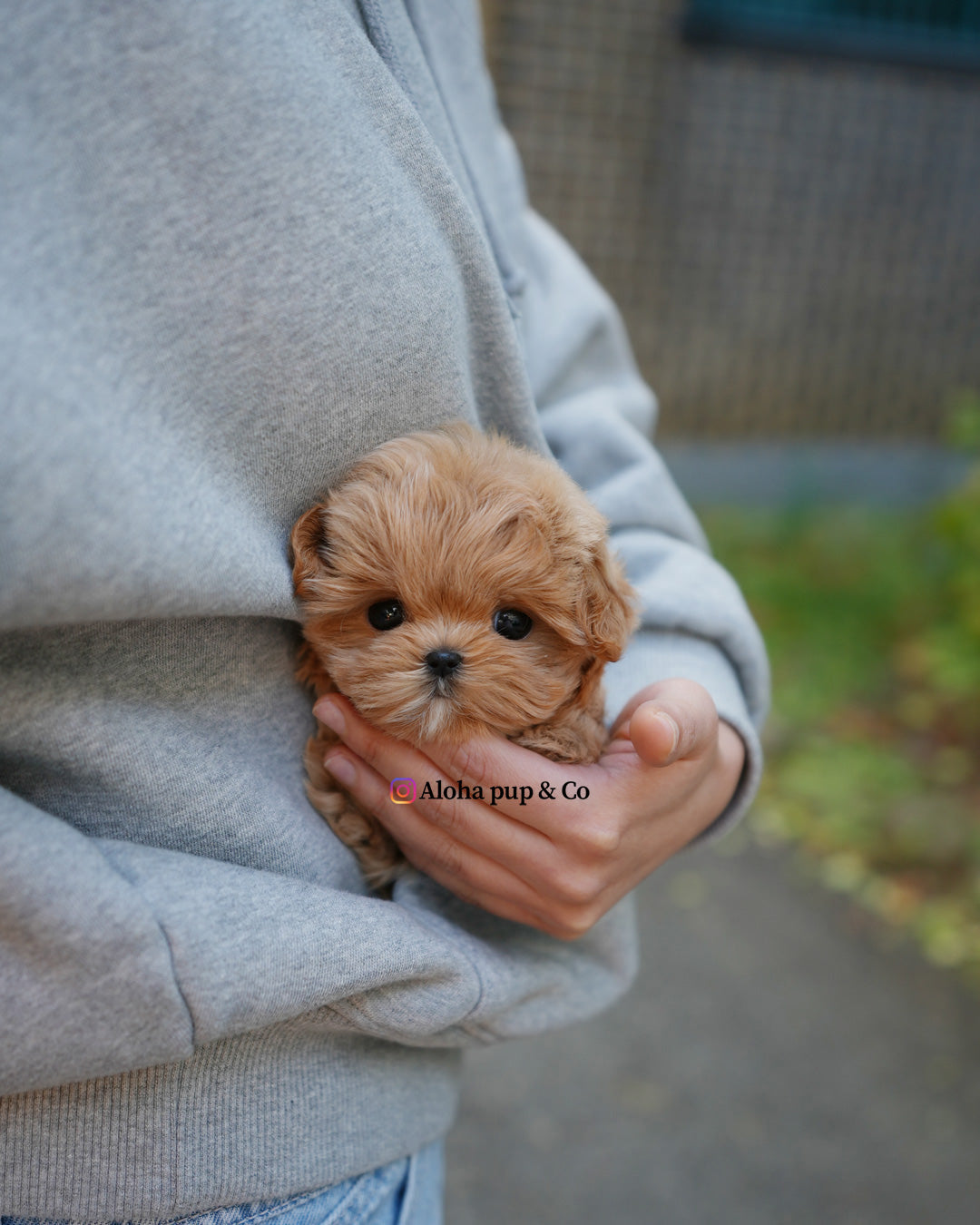 Mila [TEACUP MALTIPOO]