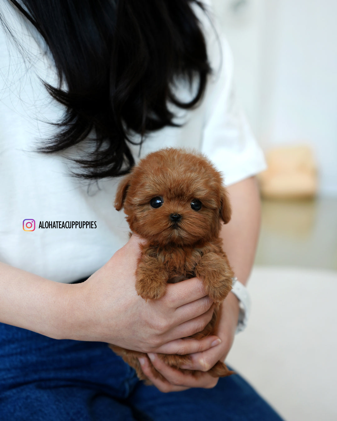 Lizzy [TEACUP MALTIPOO]