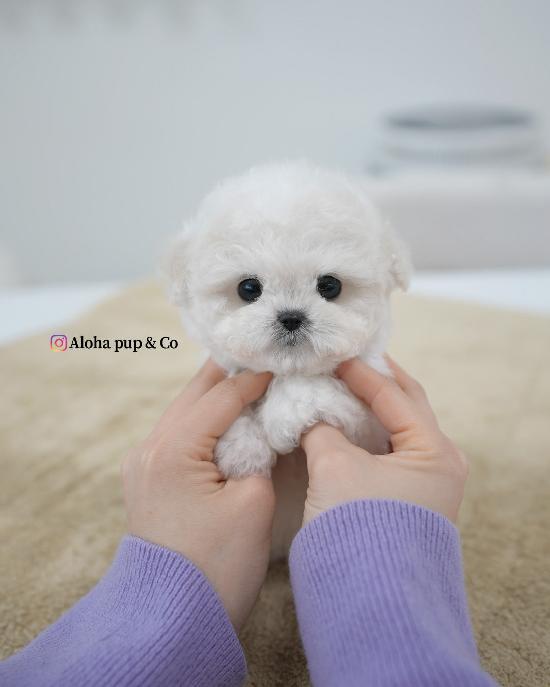 Van [TEACUP BICHON]