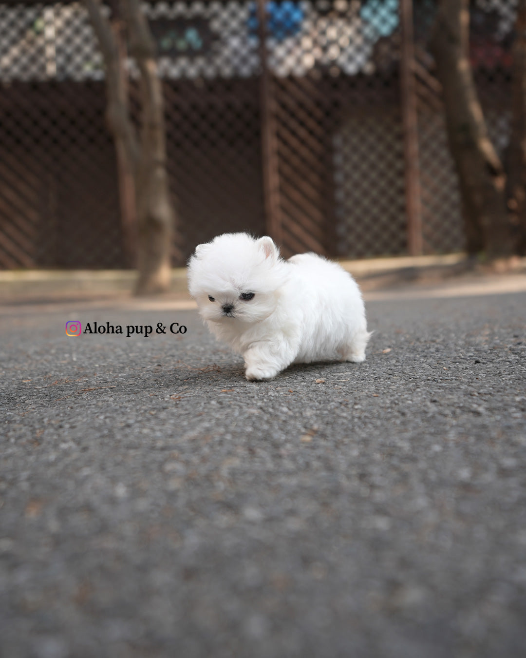 Pobi [TEACUP Maltese]