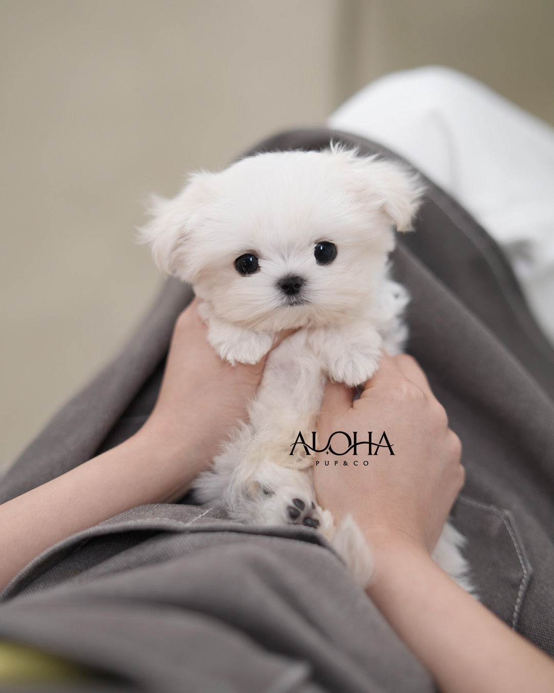 Rudy [TEACUP Maltese]