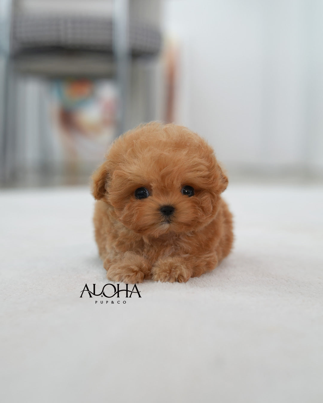 Louie [TEACUP MALTIPOO]